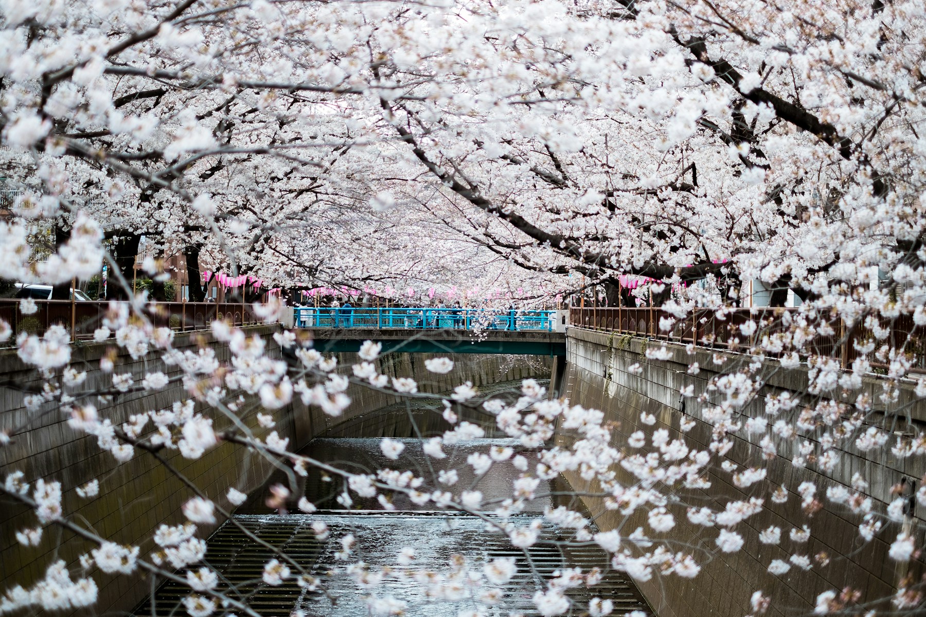 Cerejeiras em flor sobre o canal de Nakameguro.